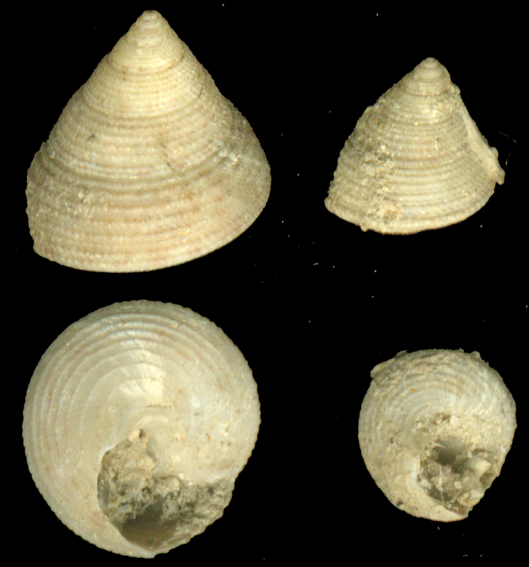 Clelandella miliaris